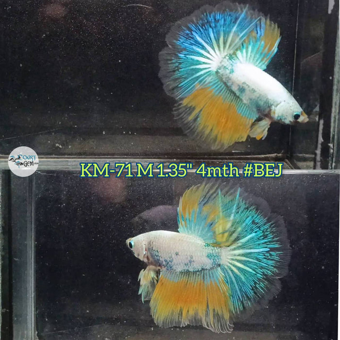 Live Male Betta Fancy marble Halfmoon (KM-71) High quality what you see what you get!!