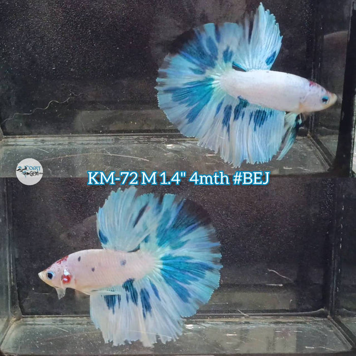 Live Male Betta Fancy marble two colors Halfmoon (KM-72) High quality what you see what you get!!