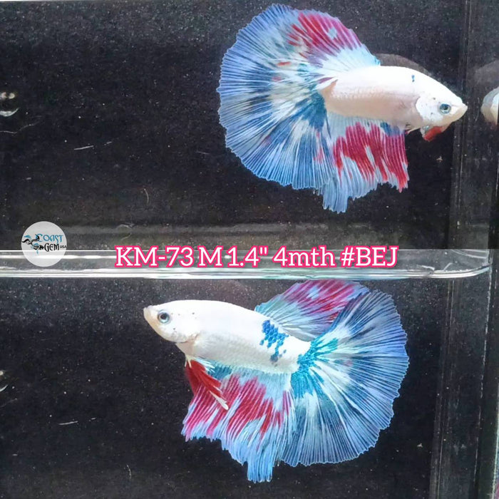 Live Male Betta Fancy marble Halfmoon (KM-73) High quality what you see what you get!!