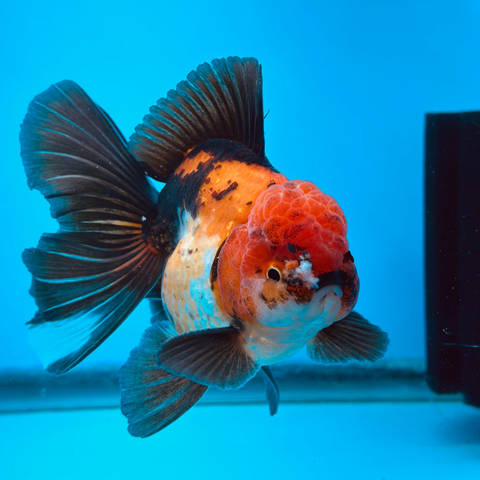 Live Fancy Goldfish Tri Color Thai Oranda 3.50'' (KP-109) Ready To Ship! What You See What You Get.