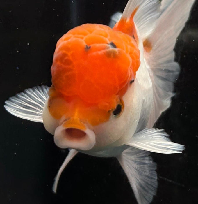 Thai Oranda Red Cap 2.5” Body Male 6 Months (JC-055)R4A12