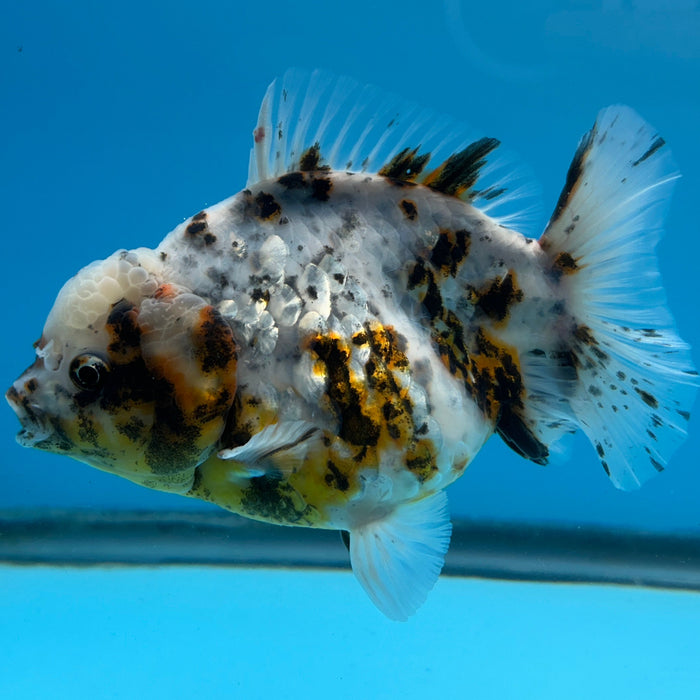 NK Thailand Thai Oranda Short Tail White Tiger Calico 4” Body Female (JC-006) R1C4