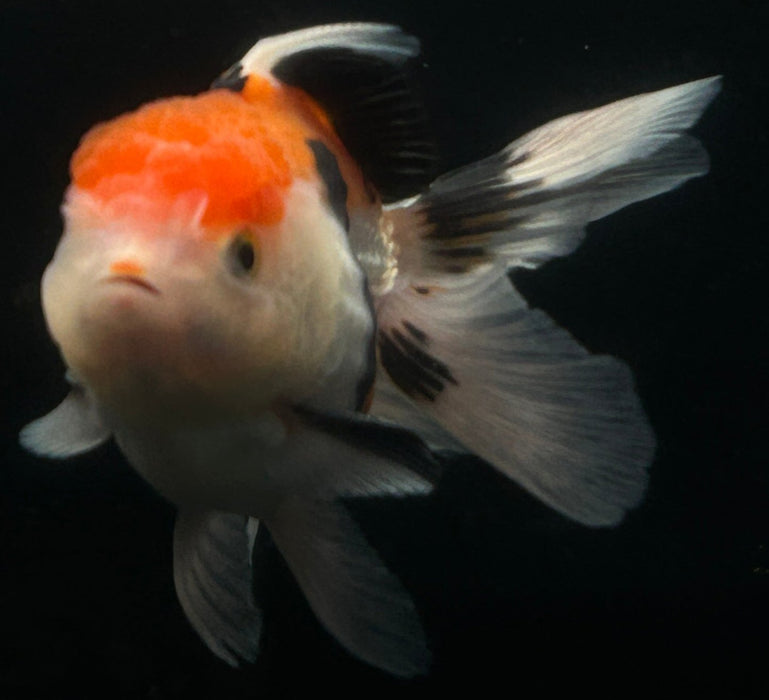 Thai Oranda Tri-Color 2.5”Body Male 6 Months (JC-037)R4A08