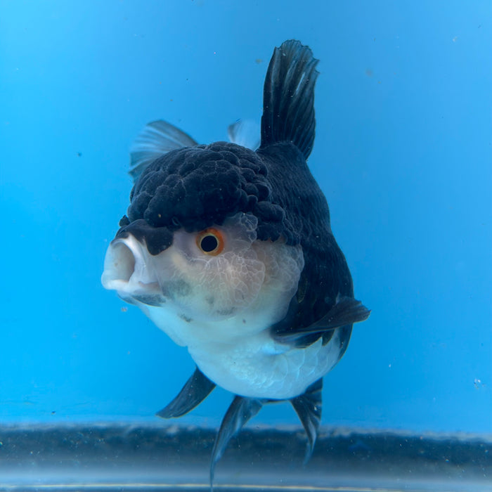 Live Fancy Goldfish Panda Thai Oranda Show Quality 3.5'' (KP-100) Ready To Ship! What You See Is What You Get.