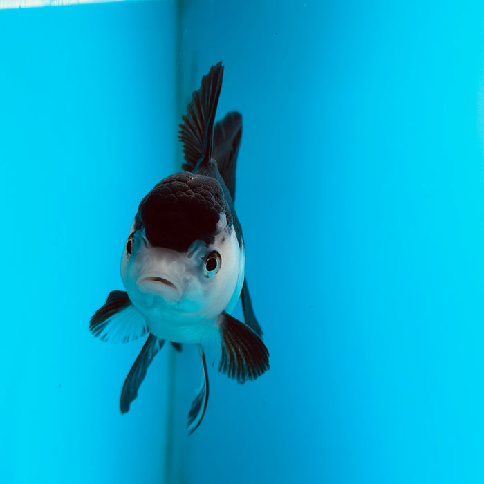 Live Fancy Goldfish Panda Thai Oranda 3.50'' (KP-123) Ready To Ship! What You See What You Get.