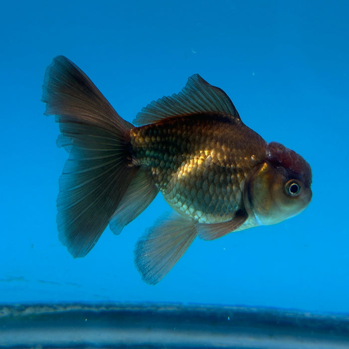 Thai Oranda Yellow Copper 2.8” Body Female 5 Months (JC-179)R1A9