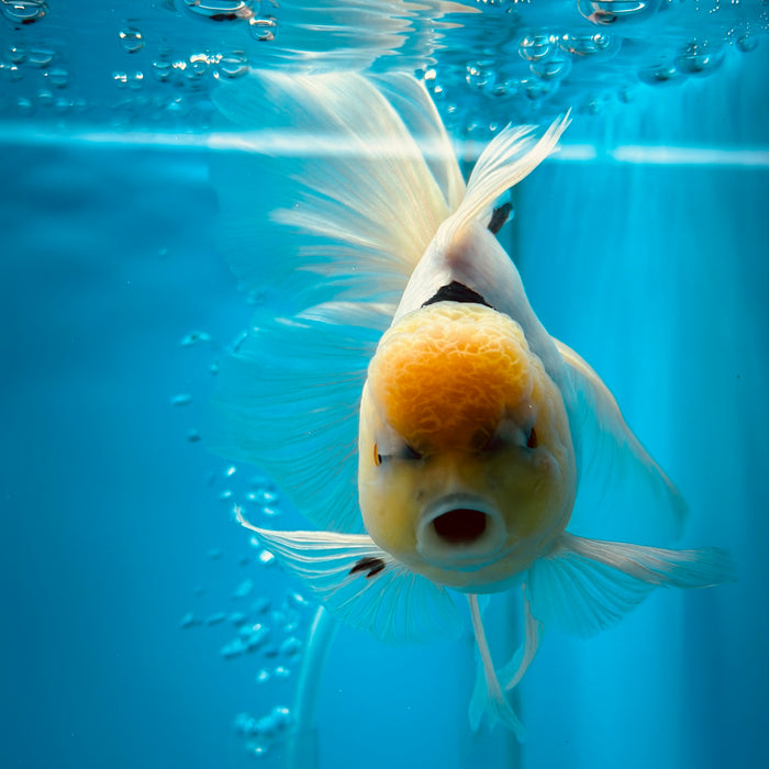 Live Fancy Goldfish Panda Thai Oranda 3.00'' (KP-111) Ready To Ship! What You See What You Get.