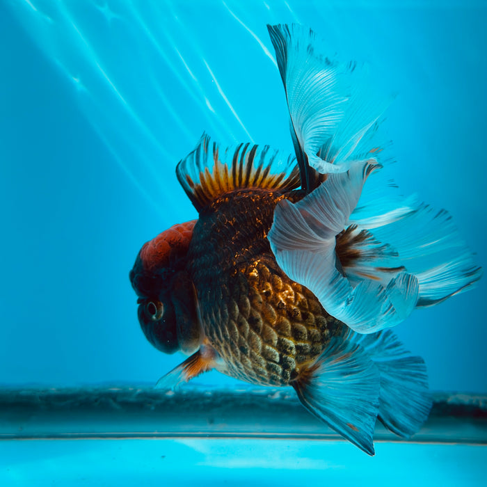 Live Fancy Goldfish Tri Color Thai Oranda 3.50'' (KP-110) Ready To Ship! What You See What You Get.