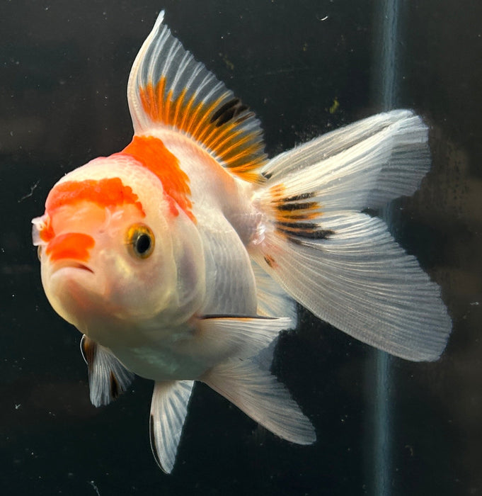 Thai Oranda Tri-Color 2.5”Body Female 6 Months (JC-036)R4A08