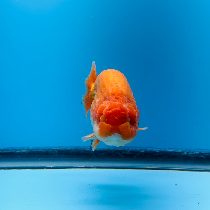 Live Fancy Goldfish Red & White Ranchu 3.00'' (KP-117) Ready To Ship! What You See What You Get.