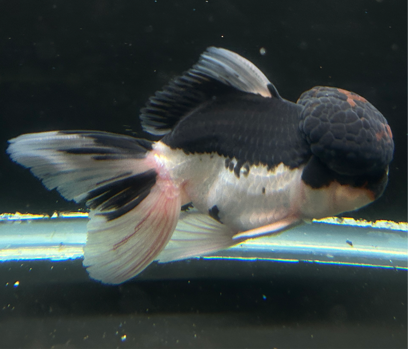 Thai Oranda Tri-Color 3.0” Body Female 6 Months (JC-016)R4C11