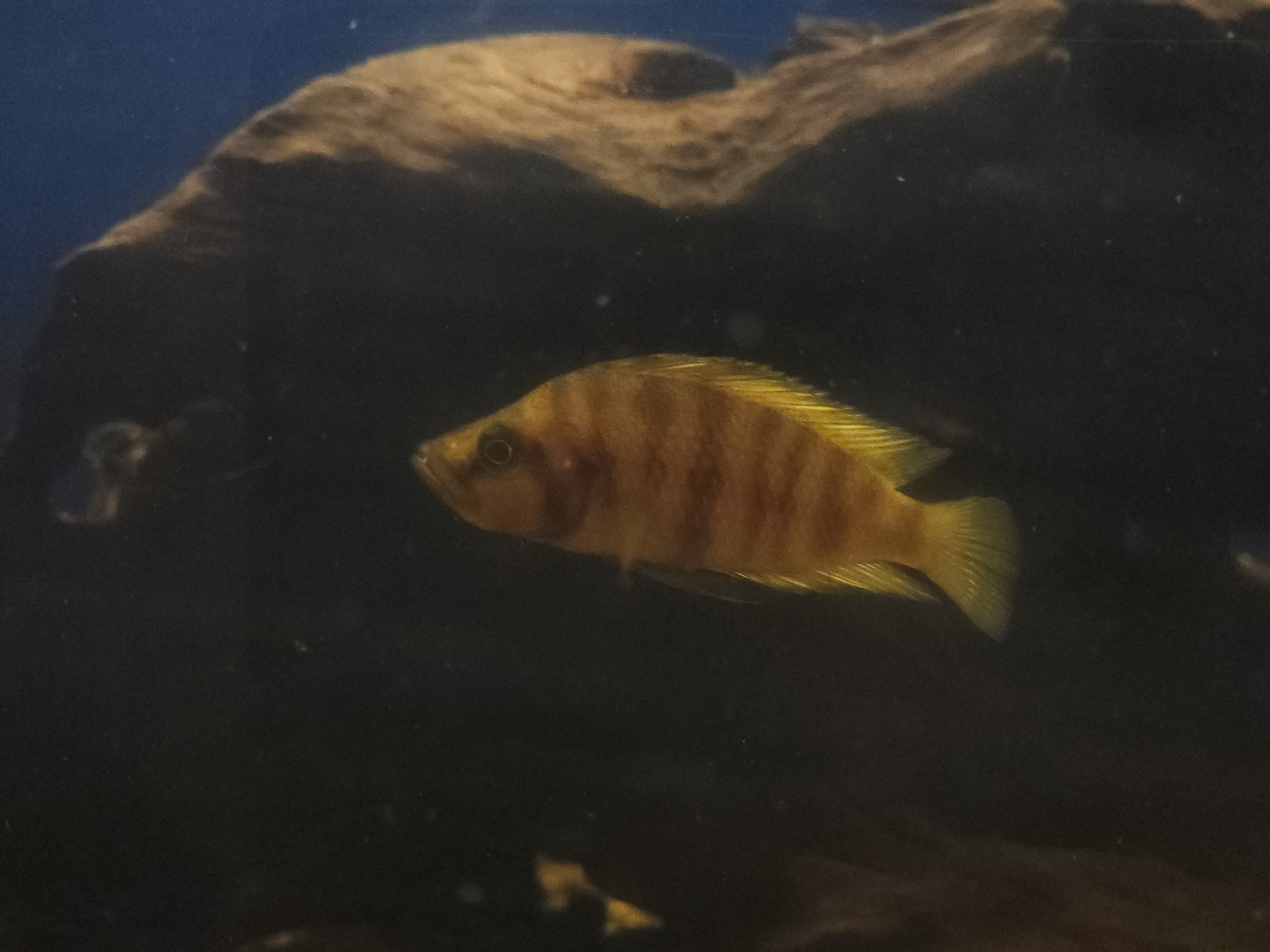 (PC-2)U056 Altolamprologus compressiceps Chaitika Orange (2'')5cm ...