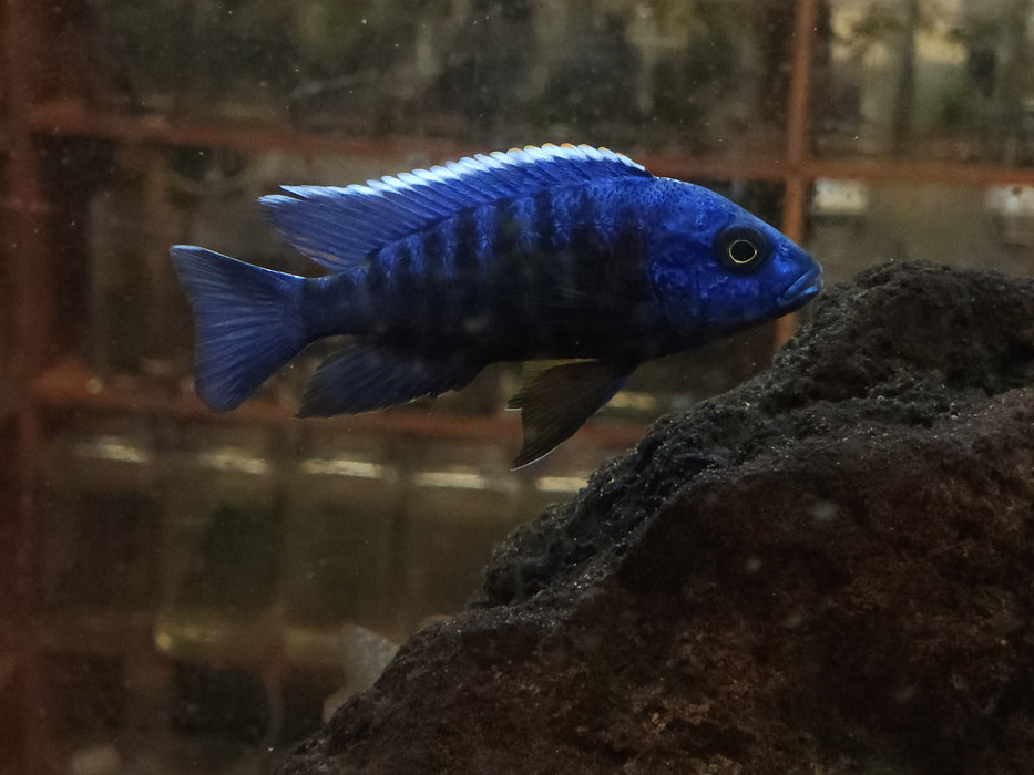 (CHD-014) Blue Peacock Cichlid (Aulonocara sp.) over 4.00 inch Male