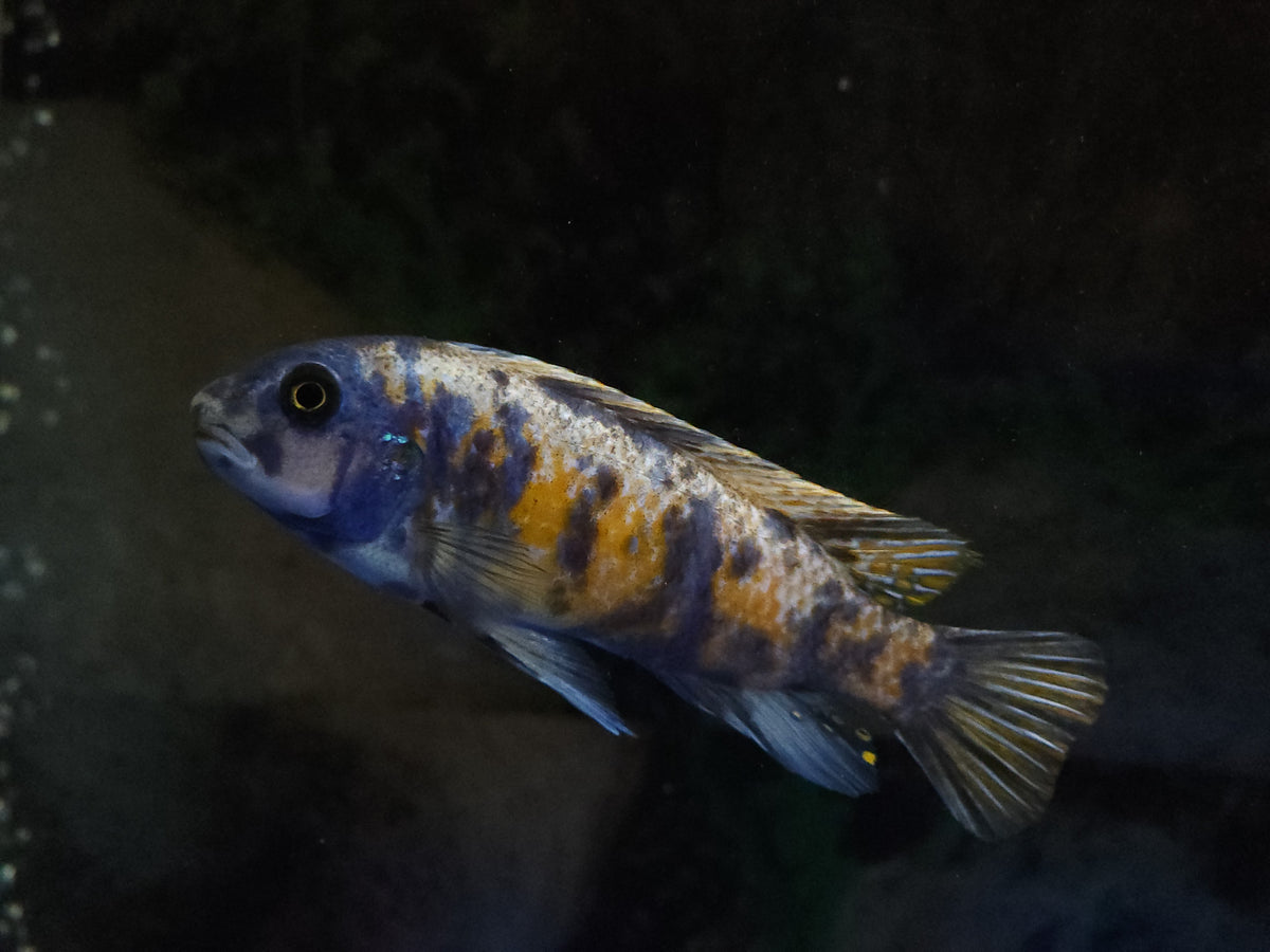 (CGC-33) OB Zebra Cichlid (Metriclima) 4.00 inch + Male — Coast 