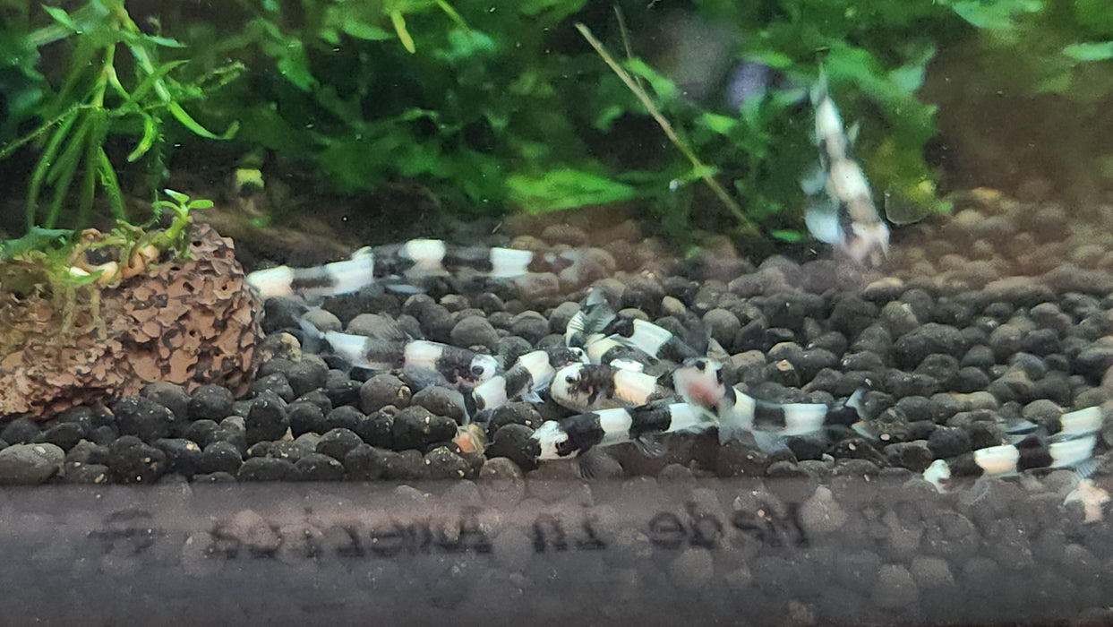 Live Tropical Bottom Feeder Panda Loach (Yaoshania pachychilus) SMALL