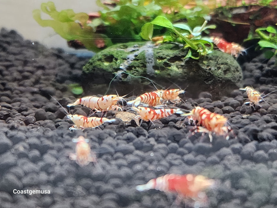 Live Freshwater Aquarium Shrimp Red Fancy Tiger A/S Grade Shrimp (Caridina) 3/$45, 5/$65(FS-026)