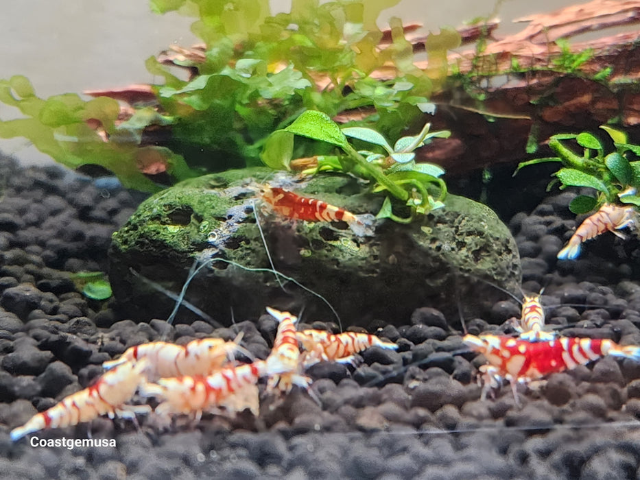 (FS-26S)U155 Red Fancy Tiger S Grade Shrimp (Caradina) 1/$35, 3/$90