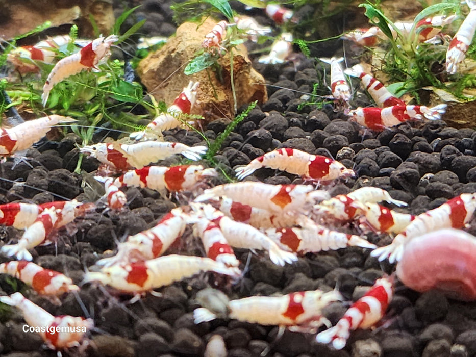 Live Freshwater Aquarium Shrimp Crystal Red PRL Shrimp, Pure Red Line 5/$25.00 10/$45 (Caridina sp.) (FS-018)