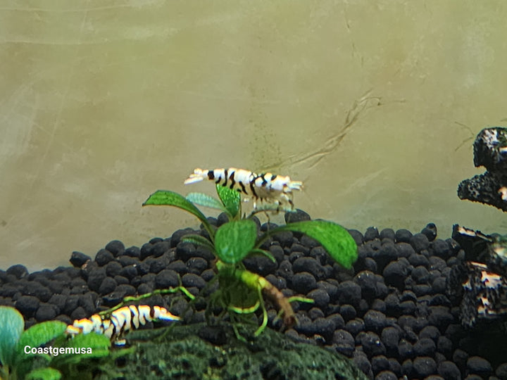 (FS-03S)U163 Black Fancy Tiger S Grade Shrimp (Caridina) 1/$45, 3/$120