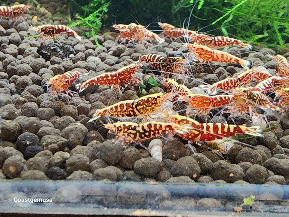 Live Freshwater Aquarium Shrimp Red Galaxy Pinto (Caridina)3/$45, 5/$65(FS-008)