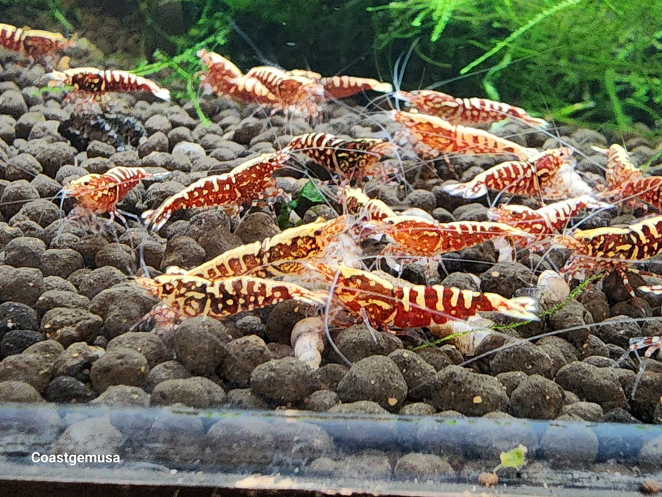 Live Freshwater Aquarium Shrimp Red Galaxy Pinto (Caridina)3/$45, 5/$65(FS-008)