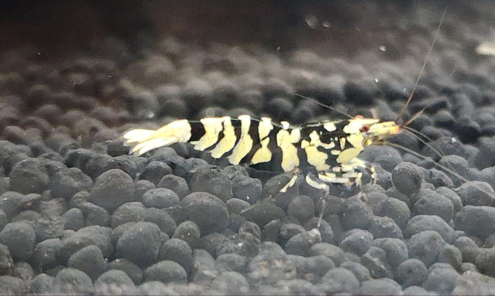 (FS-03A)U159 Black Fancy Tiger A Grade Shrimp (Caridina) 1/$15, 3/$50