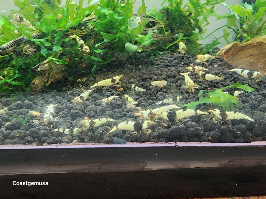 Live Freshwater Aquarium Shrimp Crystal Black PBL, Pure Black Line (Caridina sp.) 5/$25.00, 10/$45.00 (FS-017)