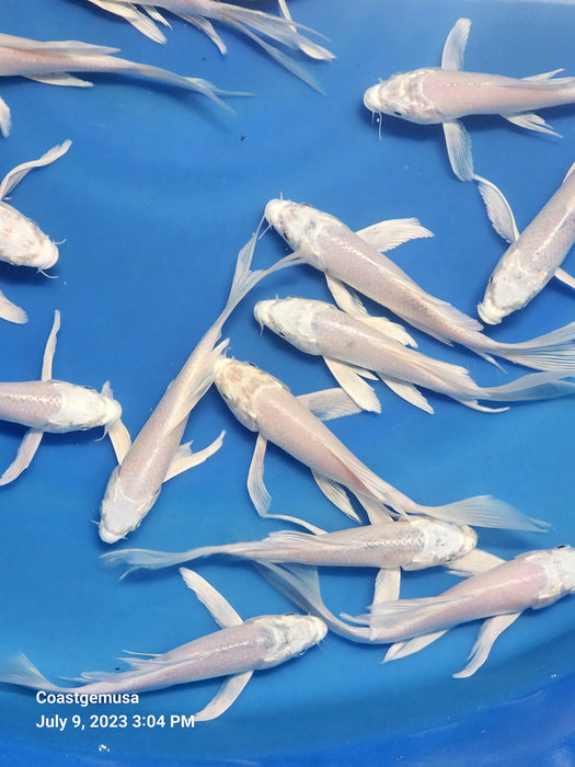 Butterfly Koi butterfly-koi