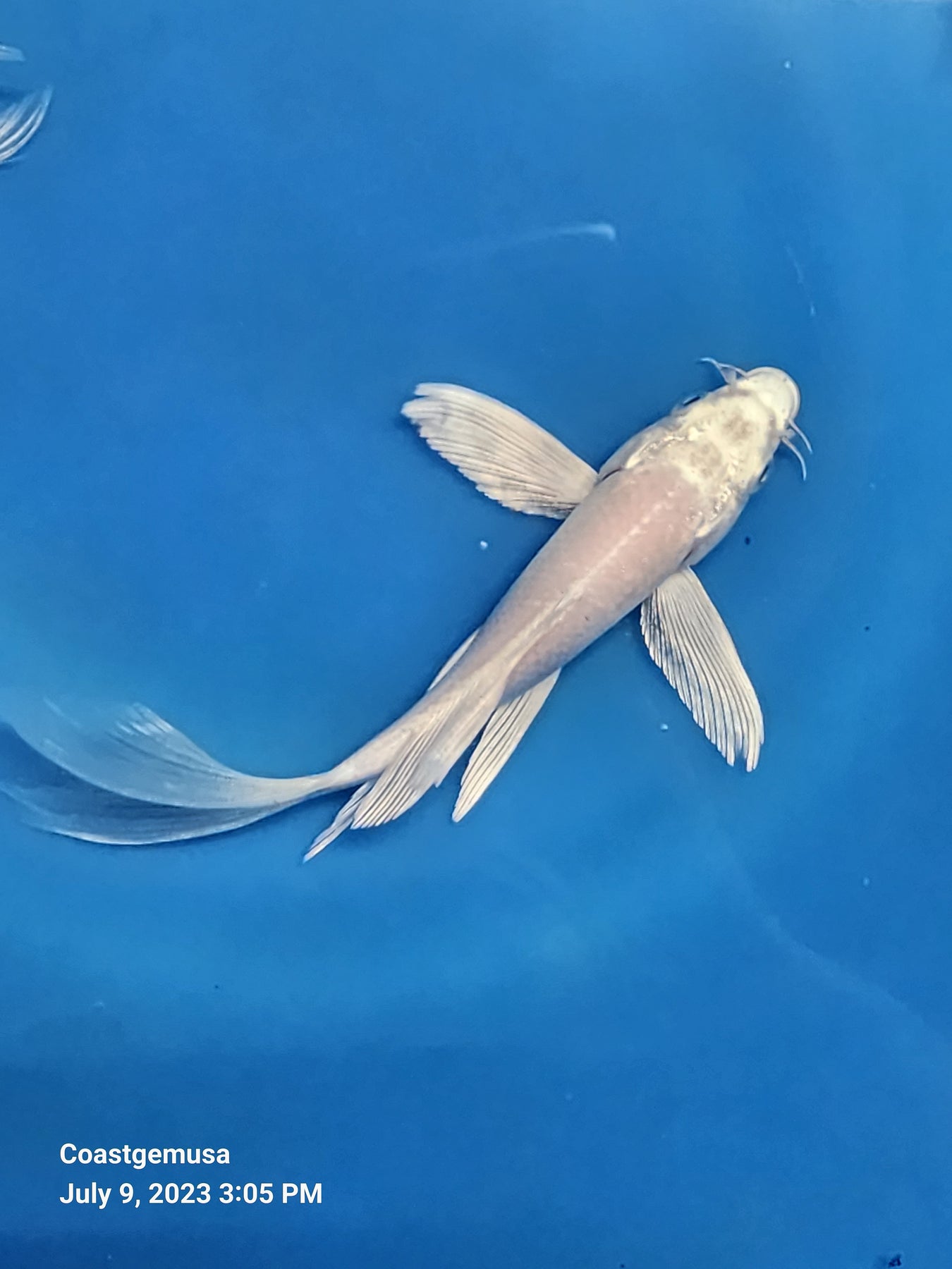 Platinum White Butterfly Koi 5.00 inch Coast Gem USA