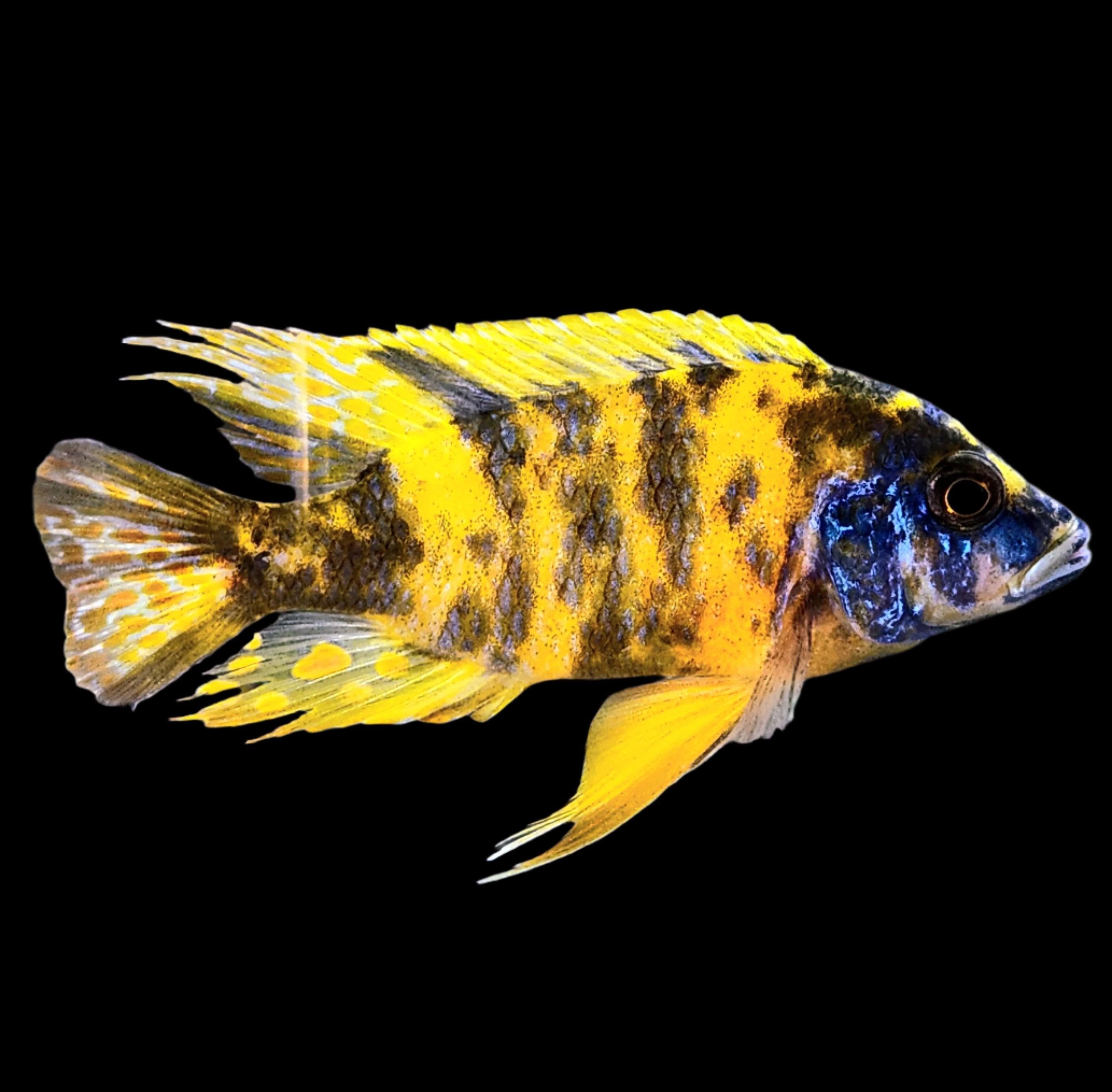 Peacock Cichlids For Sale