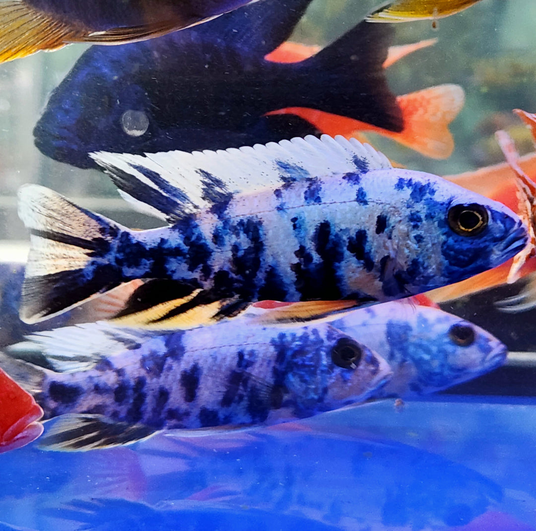 (CGC-03) Blue OB Peacock Cichlid (Aulonocara sp.) over 4.00 inch Male