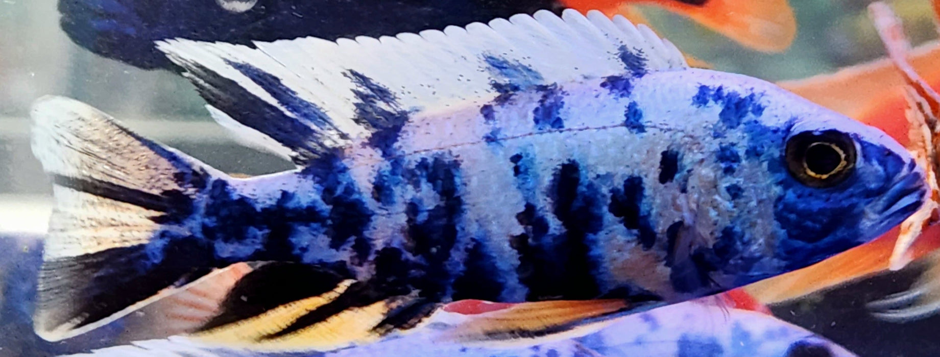 Live Freshwater Aquarium Blueberry OB Peacock African Cichlid (Aulonocara sp.) (CHD-110) U029