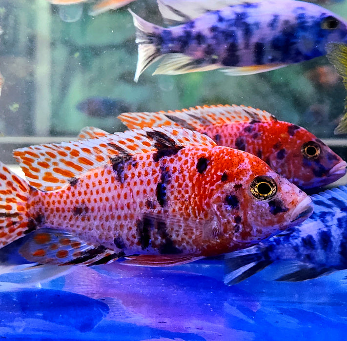 (CHD-012) Pink OB Peacock Cichlid (Aulonocara sp.) over 4.00 inch Male