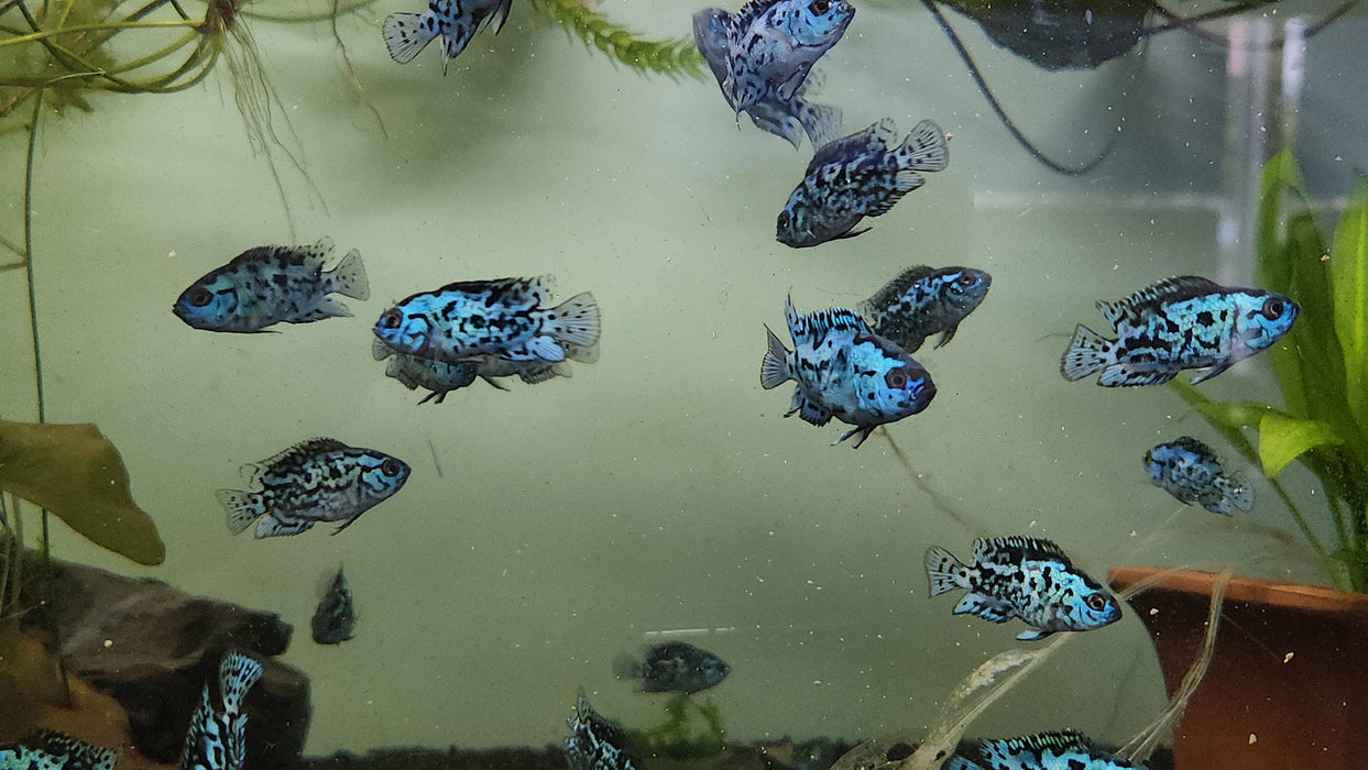 Live Freshwater Aquarium Electric Blue Jack Dempsey American Cichlid(Cichlasoma Octoasciatum) 2/SET (CHD-048)U030