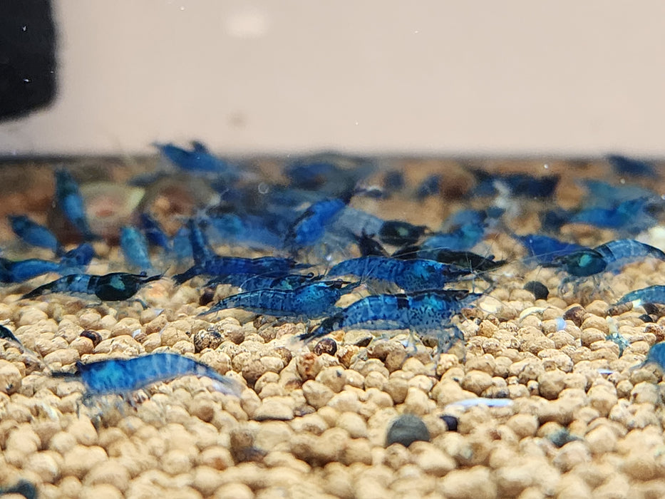 Live Freshwater Aquarium Premium Best Quality Blue Dream Shrimp 5/$25, 10/$45, 20/$85 (FS-013)