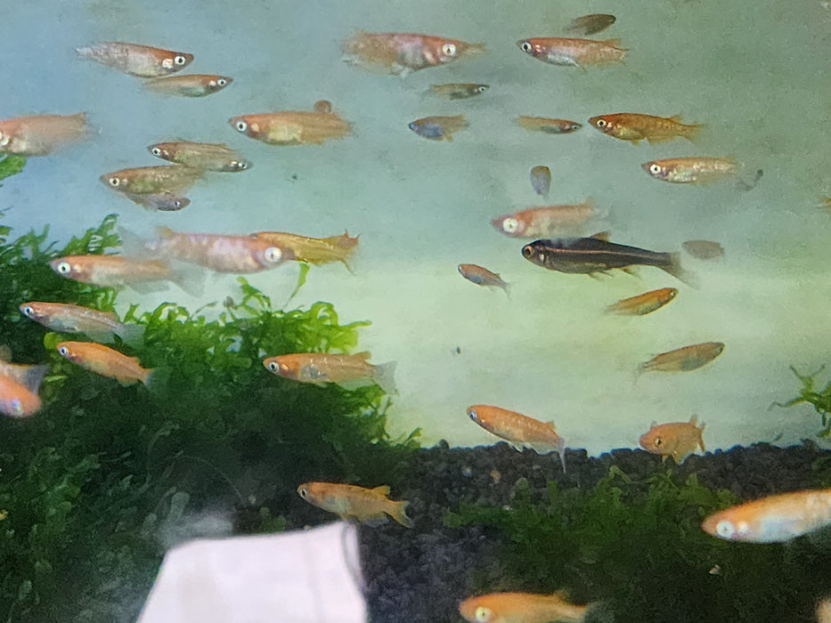 (TROP-xxx) 10 Pack Orange Sparkle Medaka Ricefish 0.75-1.00in