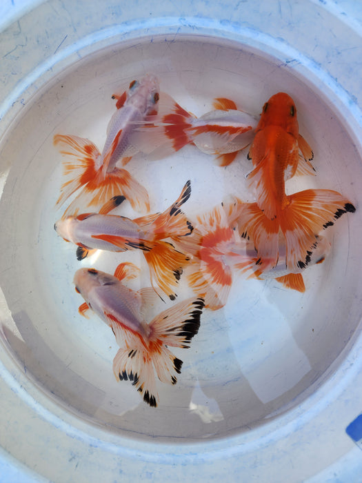 (NNN-1036) Live Fancy Goldfish Ryukin Red/White Broadtail 5.00 inch Our Choice