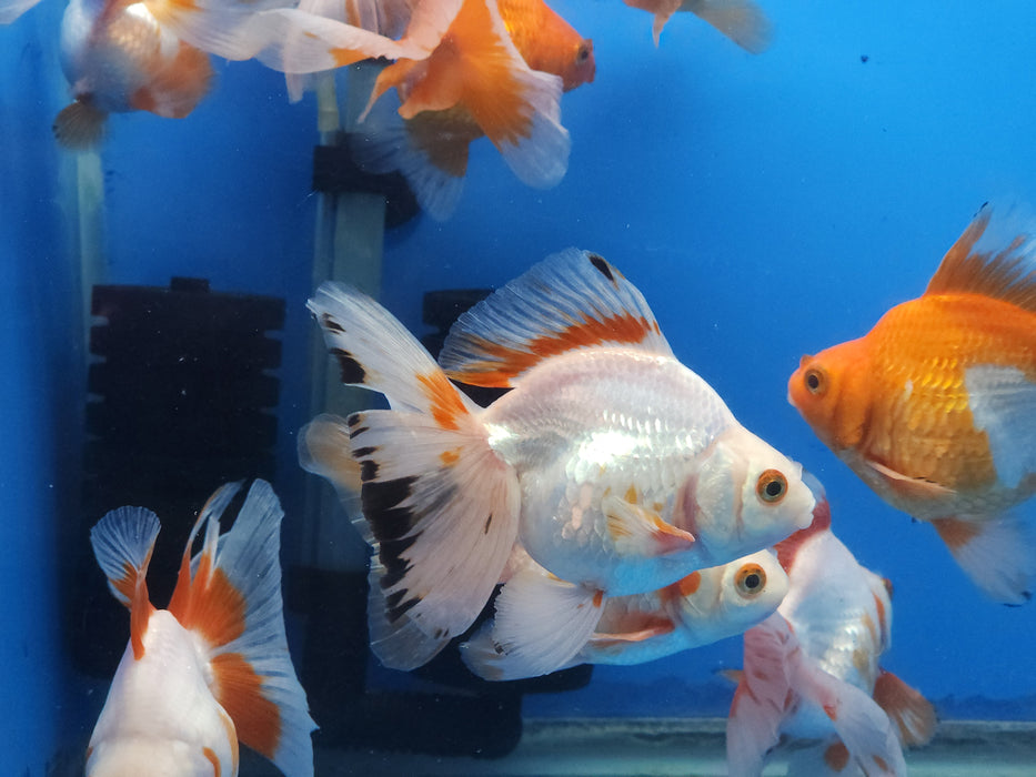 (NNN-1036) Live Fancy Goldfish Ryukin Red/White Broadtail 5.00 inch Our Choice
