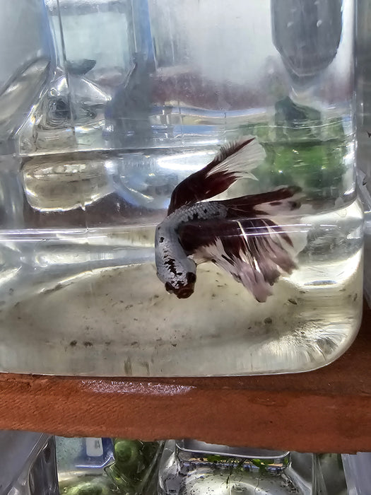 S104 Live Betta Fish Male High Quality Over Halfmoon BLACK RED SAMURAI (KMN-738) What you see is what you get!