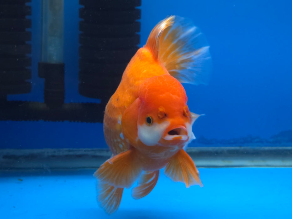 Live Fancy Goldfish Thai Jumbo Red/White Orchid Tail Oranda 5.00 inch Body Male (NNN-1172)TUB15