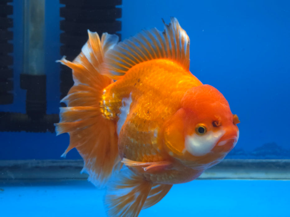 Live Fancy Goldfish Thai Jumbo Red/White Orchid Tail Oranda 5.00 inch Body Male (NNN-1172)TUB15