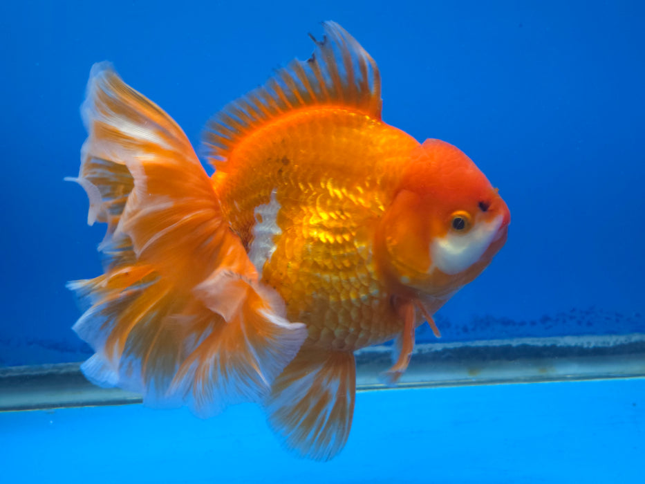 Live Fancy Goldfish Thai Jumbo Red/White Orchid Tail Oranda 5.00 inch Body Male (NNN-1172)TUB15