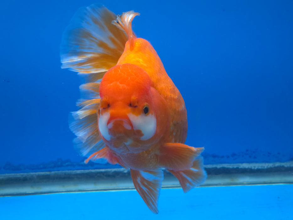 Live Fancy Goldfish Thai Jumbo Red/White Orchid Tail Oranda 5.00 inch Body Male (NNN-1172)TUB15