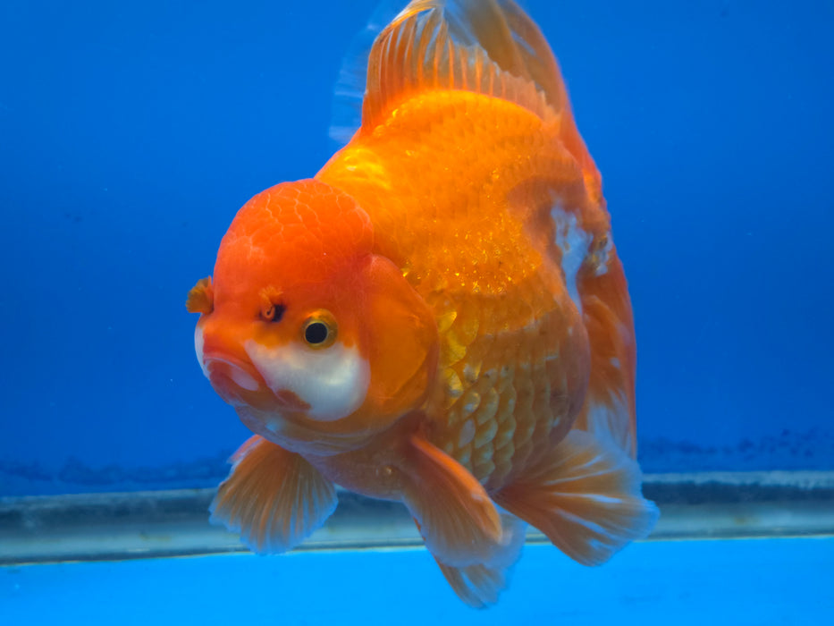 Live Fancy Goldfish Thai Jumbo Red/White Orchid Tail Oranda 5.00 inch Body Male (NNN-1172)TUB15