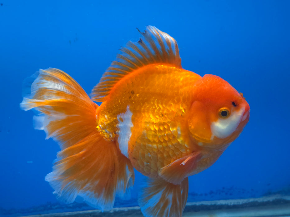 Live Fancy Goldfish Thai Jumbo Red/White Orchid Tail Oranda 5.00 inch Body Male (NNN-1172)TUB15