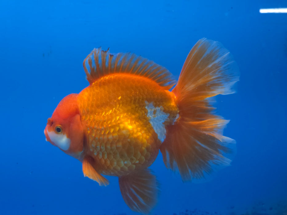 Live Fancy Goldfish Thai Jumbo Red/White Orchid Tail Oranda 5.00 inch Body Male (NNN-1172)TUB15