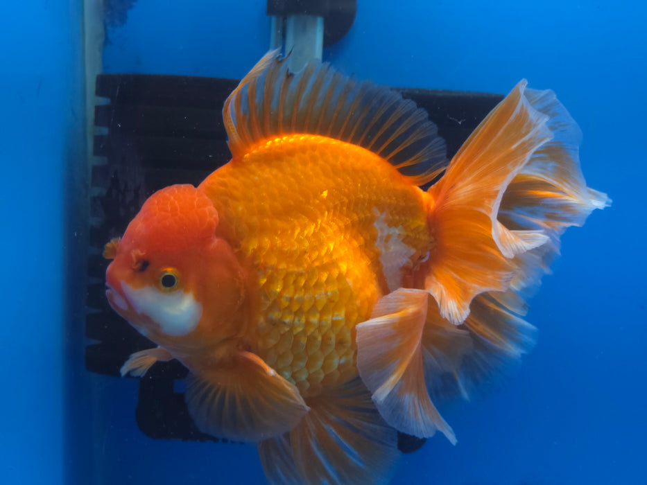 Live Fancy Goldfish Thai Jumbo Red/White Orchid Tail Oranda 5.00 inch Body Male (NNN-1172)TUB15