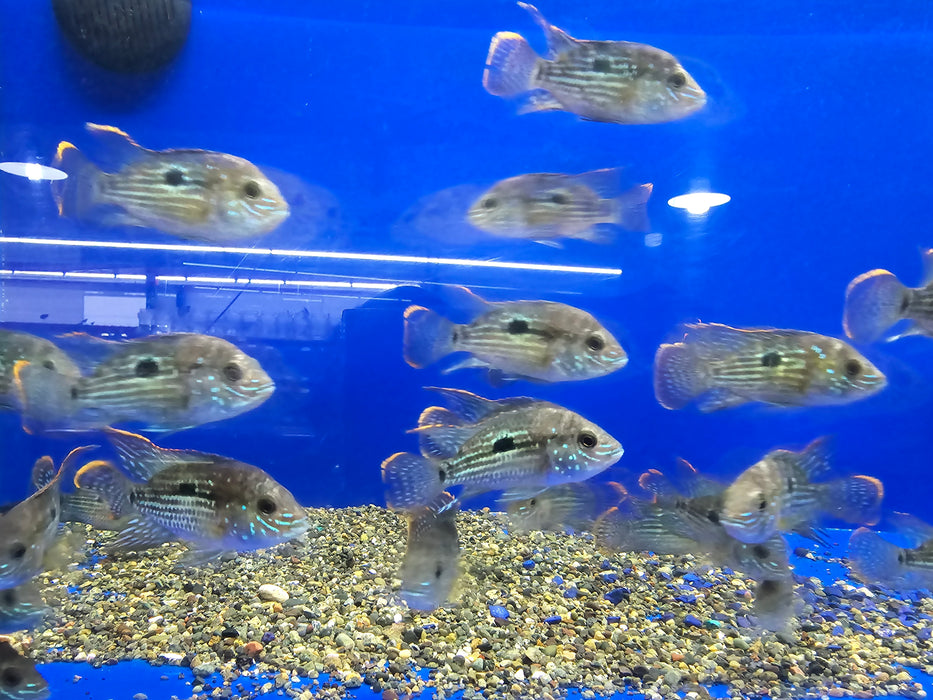 Live Freshwater Aquarium Green Terror American Cichlid (Aequidens Rivulatus)(CHD-107)U005