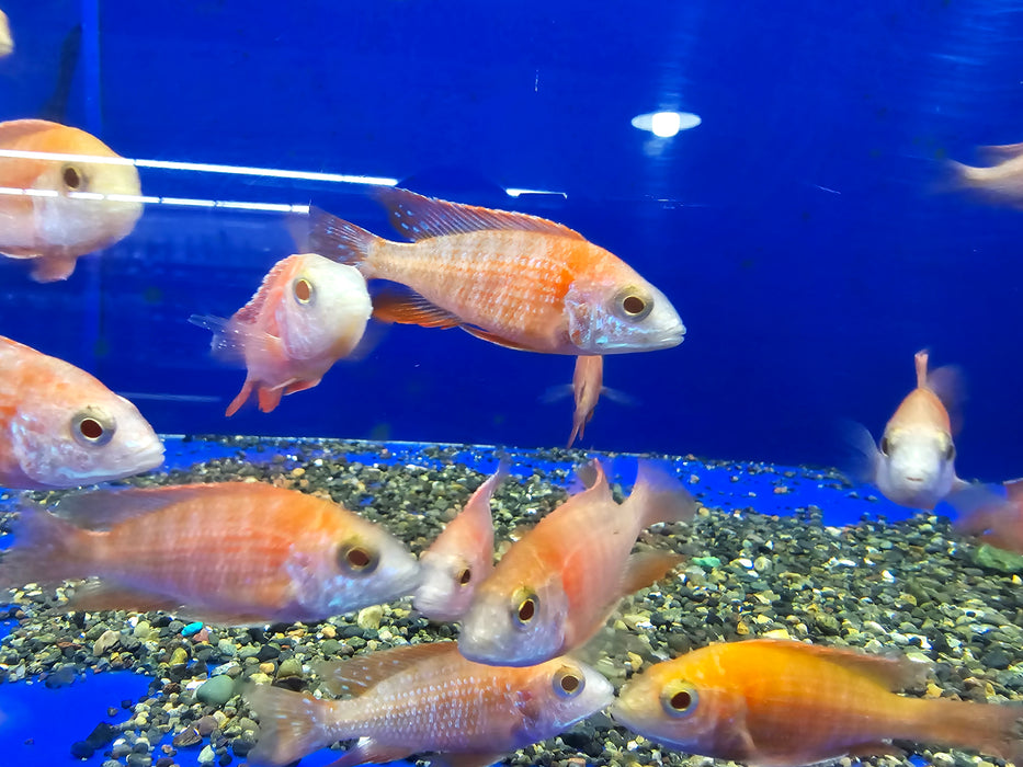 Live Freshwater African Cichlid Albino Red Peacock (CHD-164)U006