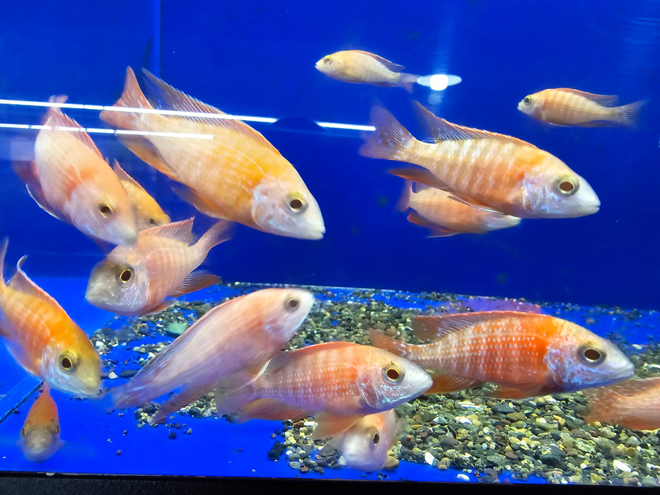 Live Freshwater African Cichlid Albino Red Peacock (CHD-164)U006